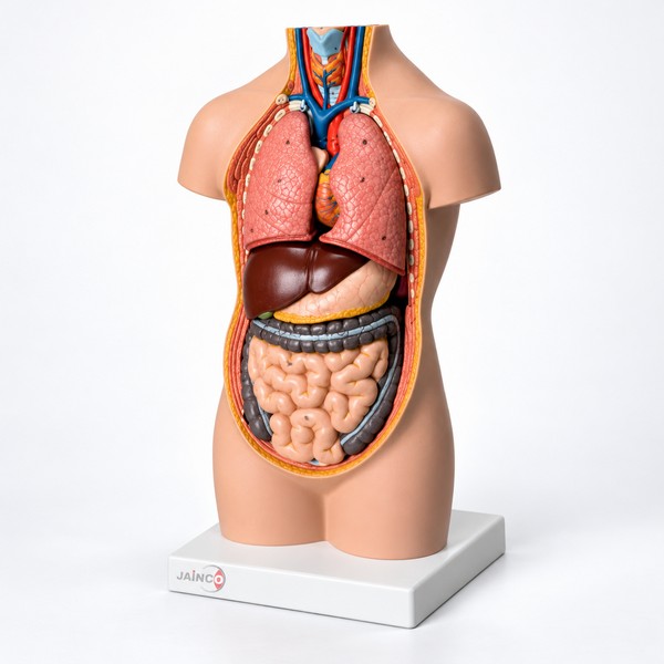 Human Body Anatomy Model